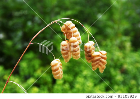 Kobanso flowers swaying in the refreshing breeze 93105929