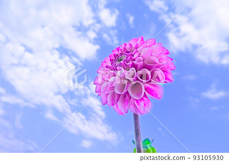 Gorgeous dahlia flowers and blue sky 93105930
