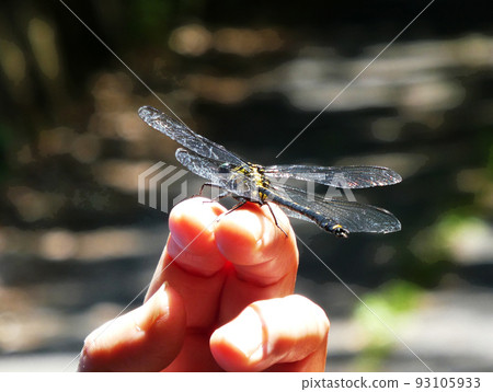Surprise! dragonfly perched on finger Surprise! dragonfly perched on finger 93105933