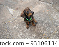 dachshund puppy looking up with turquoise necklace and black name tag. close up of the face of a dachshund puppy. pet concept. 93106134