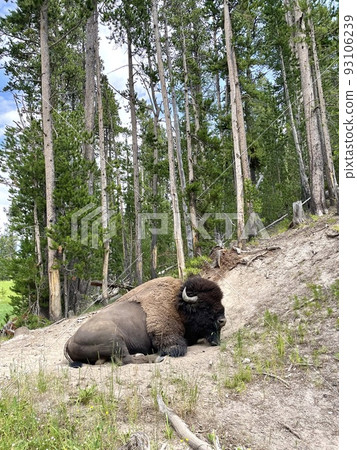 American bison American bison Yellowstone National Park American bison American bison Yellowstone National Park 93106239