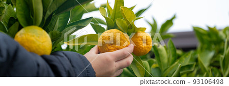 Child harvesting tangerines from a tree 93106498