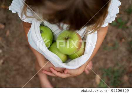 Toddler girl with homegrown organic apples tucked in her tshirt Toddler girl with homegrown organic apples tucked in her tshirt 93106509