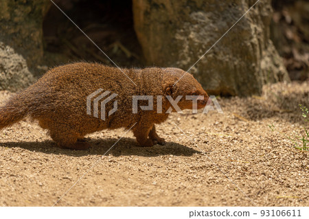 大阪天王寺動物園的侏儒貓鼬 大阪天王寺動物園的侏儒貓鼬 93106611