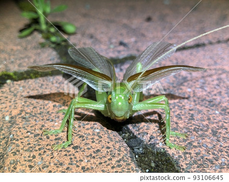 來勢洶洶的蟋蟀 Prosopogryllacris japonica ♂ 93106645