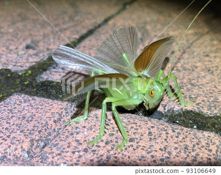 Menacing cricket Prosopogryllacris japonica ♂ 93106649