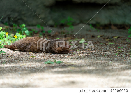 Dwarf mongoose at Tennoji Zoo in Osaka 93106650