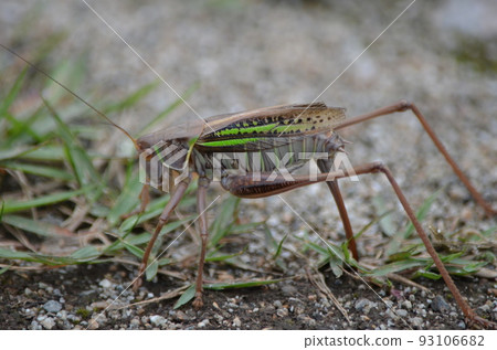 Egg-laying eastern katydid Gampsocleis mikado Brown type ♀ 93106682