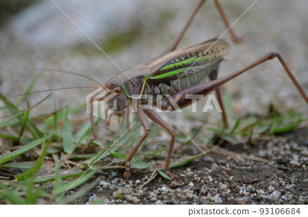 Egg-laying eastern katydid Gampsocleis mikado Brown type ♀ Egg-laying eastern katydid Gampsocleis mikado Brown type ♀ 93106684