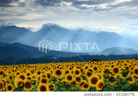Asao, Akeno-cho, Hokuto City, Yamanashi Prefecture Sunflowers in full bloom at the Akeno Sunflower Festival and rays of light pouring down on the Southern Alps Asao, Akeno-cho, Hokuto City, Yamanashi Prefecture Sunflowers in full bloom at the Akeno Sunflower Festival and rays of light pouring down on the Southern Alps 93106776