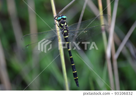 Anotogaster sieboldii ♂ Anotogaster sieboldii ♂ 93106832