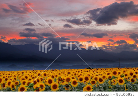 山梨縣北斗市明野町麻生 明野向日葵節盛開的向日葵、南阿爾卑斯山脈和落日的天空 山梨縣北斗市明野町麻生 明野向日葵節盛開的向日葵、南阿爾卑斯山脈和落日的天空 93106953