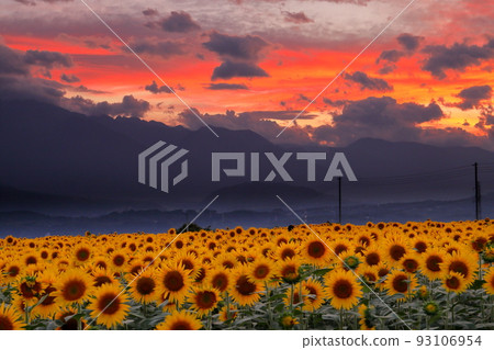 山梨縣北斗市明野町麻生 明野向日葵節盛開的向日葵、南阿爾卑斯山脈和落日的天空 山梨縣北斗市明野町麻生 明野向日葵節盛開的向日葵、南阿爾卑斯山脈和落日的天空 93106954