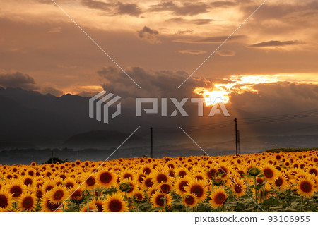 Asao, Akeno-cho, Hokuto City, Yamanashi Prefecture Sunflowers in full bloom at the Akeno Sunflower Festival, mountains of the Southern Alps and sunset sky Asao, Akeno-cho, Hokuto City, Yamanashi Prefecture Sunflowers in full bloom at the Akeno Sunflower Festival, mountains of the Southern Alps and sunset sky 93106955