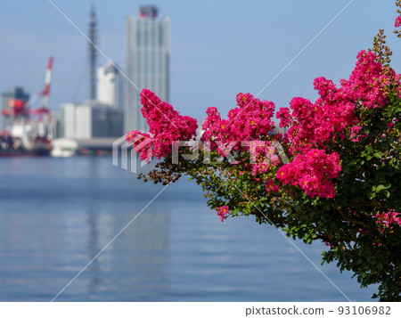 Crape myrtle flowers and harbor scenery 93106982