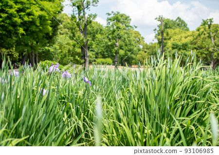 東京都葛飾區水本公園花菖蒲廣場 93106985
