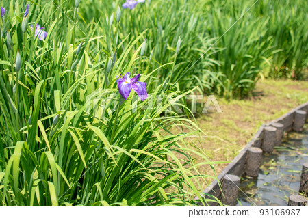 東京都葛飾區水本公園花菖蒲廣場 93106987