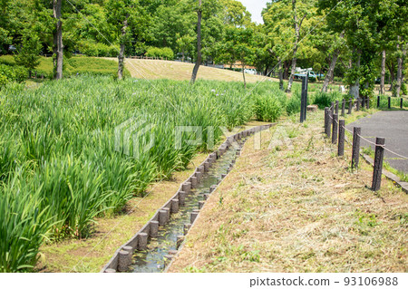 東京都葛飾區水本公園花菖蒲廣場 93106988