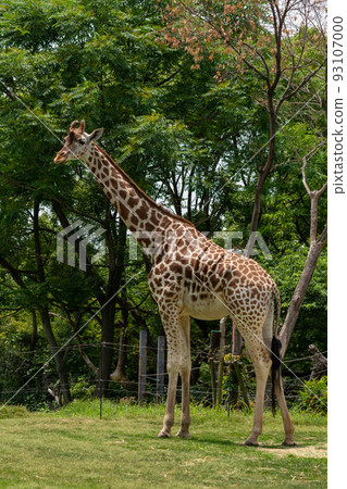 大阪天王寺動物園的長頸鹿 93107000