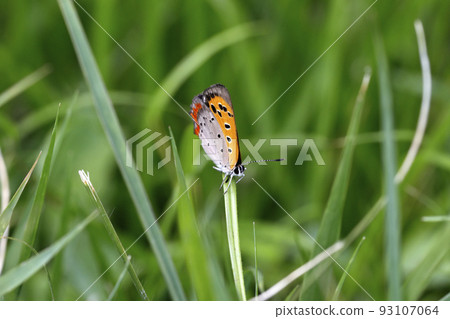 Lycaena phlaeas 93107064