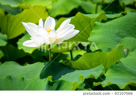 White lotus flower blooming among green leaves 93107066