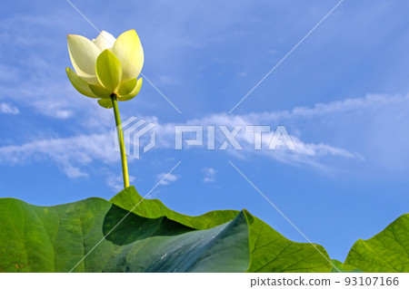 白蓮花在藍天的映襯下綻放 白蓮花在藍天的映襯下綻放 93107166