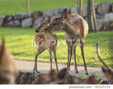 Deer parent and child grooming Deer parent and child grooming 93107210