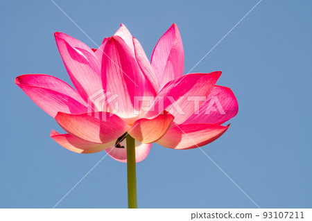 Pink lotus flowers blooming against the blue sky Pink lotus flowers blooming against the blue sky 93107211