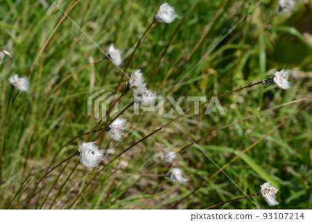 沼澤的風景，棉草隨風飄揚 93107214