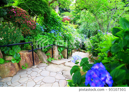 Hydrangea Amabiki Kannon precincts Hydrangea Amabiki Kannon precincts 93107301