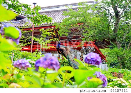 hydrangea and peacock hydrangea and peacock 93107311