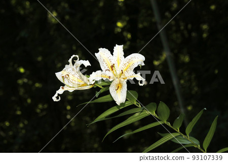  Wild lily 93107339