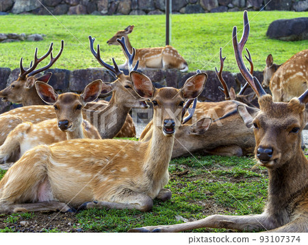 A herd of deer in Nara Park and Mount Wakakusa 93107374