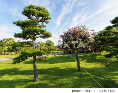奈良公園的新鮮青松和紫薇花 奈良公園的新鮮青松和紫薇花 93107480