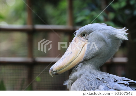 鷓鴣,不會動的鳥 鷓鴣,不會動的鳥 93107542