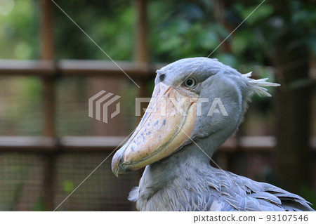 Shoebill, a bird that does not move Shoebill, a bird that does not move 93107546