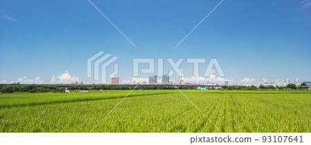"Saitama Prefecture" Minuma rice field and summer sky 93107641