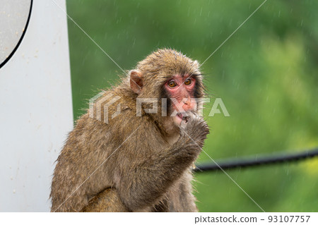 日本獼猴在京都嵐山猴園覓食 93107757