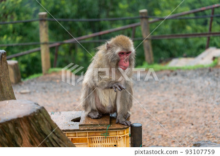 Japanese monkeys at Arashiyama Monkey Park in Kyoto Japanese monkeys at Arashiyama Monkey Park in Kyoto 93107759