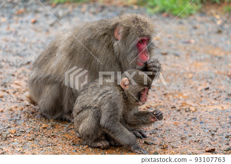 京都嵐山猴園，一群日本獼猴在雨中覓食 93107763