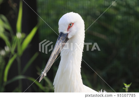 Stork Stork 93107785