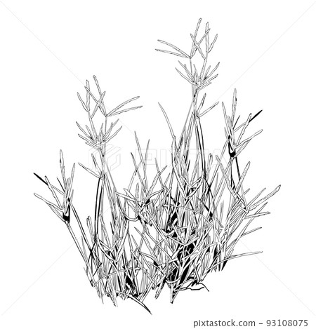 鵝草的單色插圖 93108075