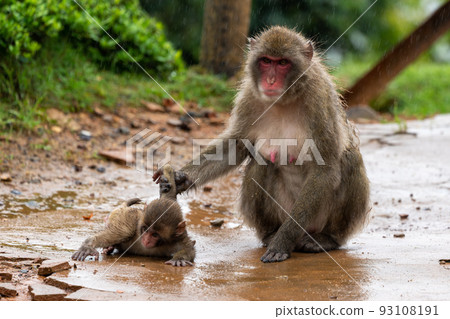Family of Japanese macaques at Arashiyama Monkey Park in Kyoto Family of Japanese macaques at Arashiyama Monkey Park in Kyoto 93108191