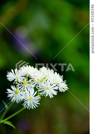 beautiful white larch flower beautiful white larch flower 93108346
