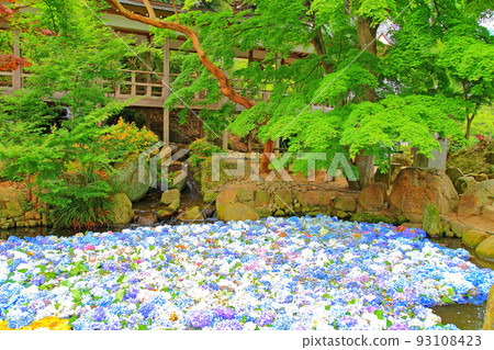 Hydrangea Amabiki Kannon precincts 93108423