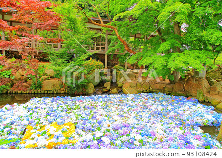 Hydrangea Amabiki Kannon precincts 93108424