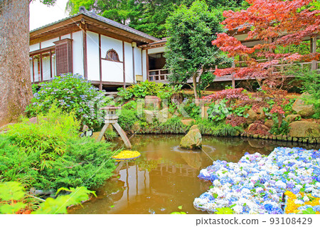 Hydrangea Amabiki Kannon precincts Hydrangea Amabiki Kannon precincts 93108429