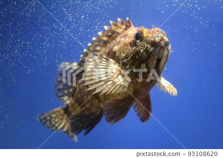 蝎子魚 Gashira Rockfish 魚 93108620