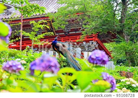 繡球花和孔雀 93108728