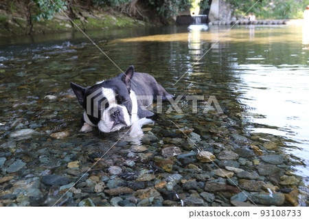Mighty,一隻可愛的波士頓梗犬,在常岐川鎮的常岐川淺水區打盹,這是在河裡游泳的熱門地點。 Mighty,一隻可愛的波士頓梗犬,在常岐川鎮的常岐川淺水區打盹,這是在河裡游泳的熱門地點。 93108733